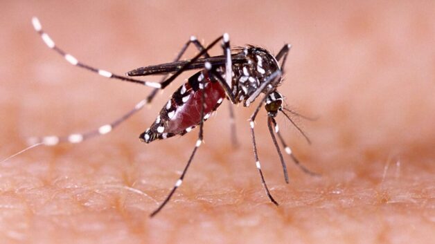 Basic Information on Dengue Fever