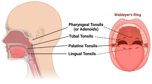 Anatomy and Role of Tonsils