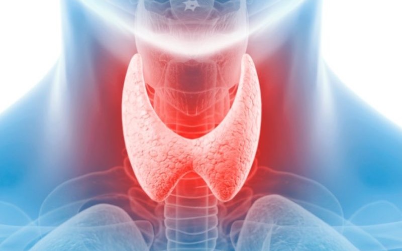 What is the Normal Size of the Thyroid Gland?