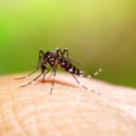 Understanding the 3 Stages of Dengue Fever