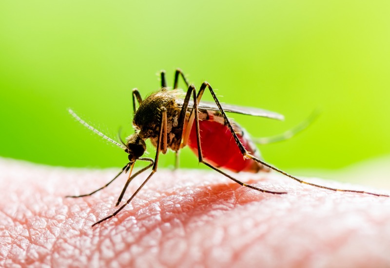 Causes of Dengue Fever in Children